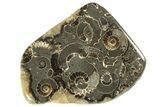 Polished Ammonite (Promicroceras) Slice - Marston Magna Marble #211312-1